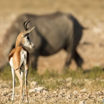 Bild: Springbock - Etoscha - Namibia (059-Namibia-springbok.jpg)