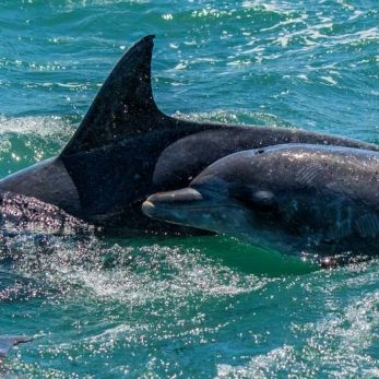 Bild: Delfin - Gansbaai (wildlife-delfin-011.jpg)