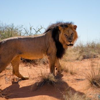 Bild: Löwe - Kalahari (315-Namibia-kala-loewe.jpg)