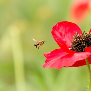 Bild: Stellenbosch Südafrika (natur-003.jpg)