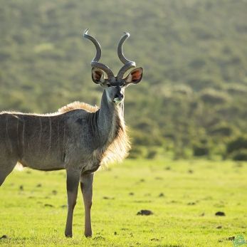 Bild: Kudu - Addo Elefantpark (wildlife-kudu-018.jpg)