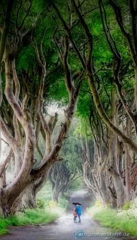 <p>Irland - The Dark Hedges</p>