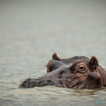Bild: Nilpferd - Krügerpark - Südafrika (wildlife-nilpferd-005.jpg)