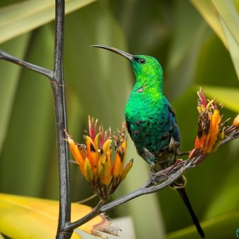 Bild: Sugarbird Südafrika (wildlife-012-sugarbird.jpg)