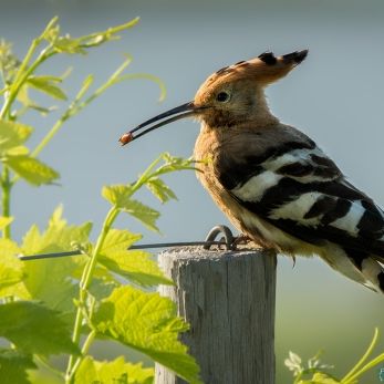 Bild: Wiedehopf Südafrika (wildlife-014-wiedehopf.jpg)