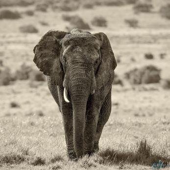 Bild: Elefant - Addo Elefantpark (SA_2013_elefant_sw.jpg)