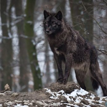 Bild: Wolf - Tierpark Bad Mergentheim (bmergenth-wolf002.jpg)