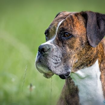 Bild: Deutscher Boxer (animals006.jpg)