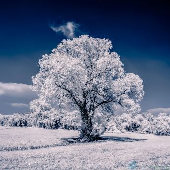 Bild: Baum Infrarot Deutschland (infrarot-001.jpg)