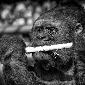 Bild: Gorilla - Tiergarten Nürnberg (tiergarten002-gorilla.jpg)