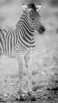 <p>Zebra</p>