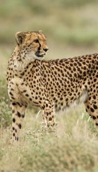 <p>Gepard</p>