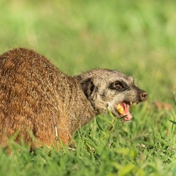 Bild: Zebramanguste - Addo Elefant Park Südafrika (wildlife-manguste-002.jpg)