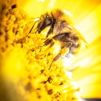 Bild: Makro Hummel (2023-09-Hummel_68A8763.jpg)