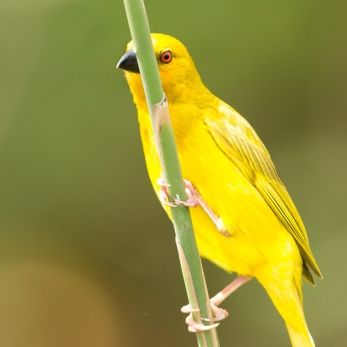 Bild: Webervogel Südafrika (wildlife-webervogel-003.jpg)