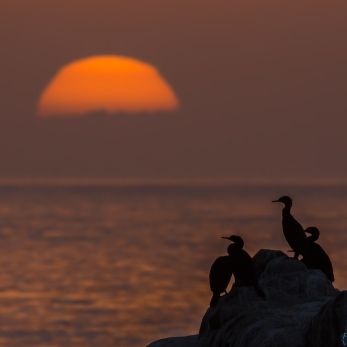 Bild: Gansbaai Südafrika (x-natur009.jpg)