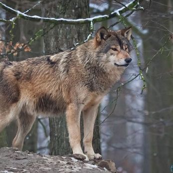Bild: Wolf - Tierpark Bad Mergentheim (bmergenth-wolf001.jpg)
