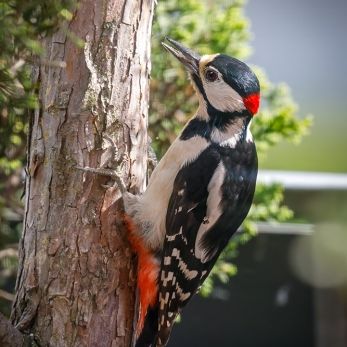 Bild: Buntspecht (2024-05-Specht_68A0615.jpg)