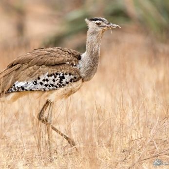 Bild: Trappe Südafrika (wildlife-Trappe-004.jpg)