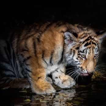 Bild: Sibiriischer Tiger - Tiergarten Nürnberg (tiergarten_tigerbaby.jpg)