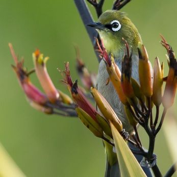 Bild: Weißauge Südafrika (wildlife-004-weissauge.jpg)