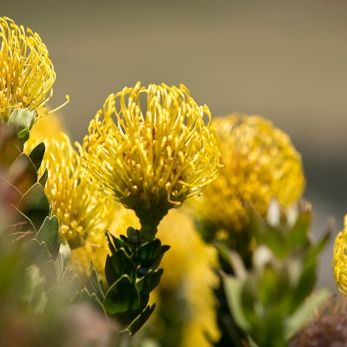 Bild: Protea Südafrika (natur032.jpg)