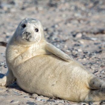 Bild: Kegelrobben Helgoland (Foto Helgoland im Dezember 2016 junge Kegelrobbe)