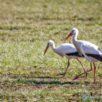 Bild: Störche (2021-03-07-Storch_68A6589.jpg)