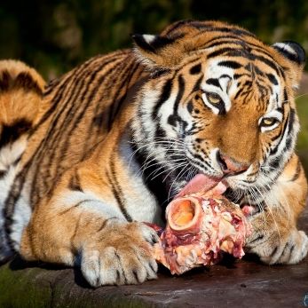 Bild: Sibiriischer Tiger - Tiergarten Nürnberg (tiergarten001-tiger.jpg)
