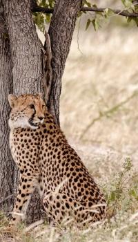 <p>Gepard</p>