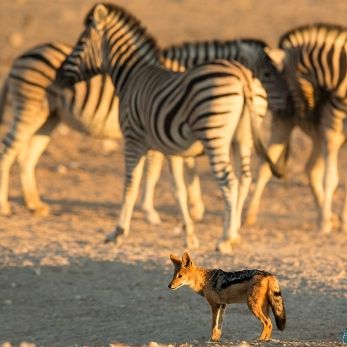 Bild: Schabrackenschakal - Etoscha - Namibia (057-Namibia-schakal.jpg)
