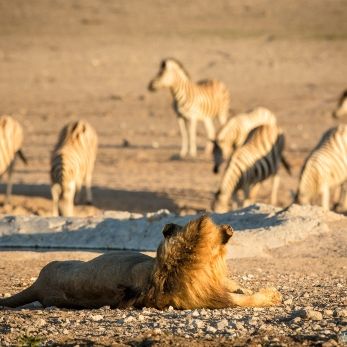 Bild: Löwe - Etoscha - Namibia (057-Namibia-loewe.jpg)