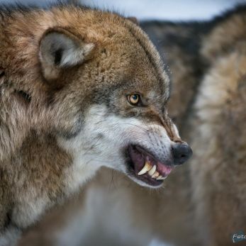 Bild: Wolf - bayr. Wald (Bayr_Wald_2015-002.jpg)