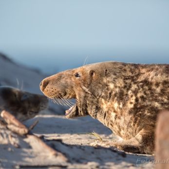 Bild: Kegelrobben Helgoland (B4A1562.jpg)