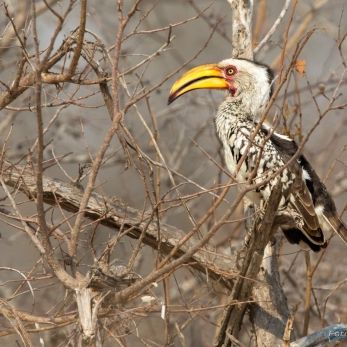 Bild: Gelbschnabel Toko Südafrika (wildlife-RotschnabelToko-016.jpg)