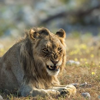Bild: Löwe - Etoscha - Namibia (050-Namibia-Loewe.jpg)