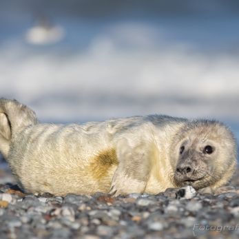 Bild: Kegelrobben Helgoland (Foto Helgoland im Dezember 2016 junge Kegelrobbe)
