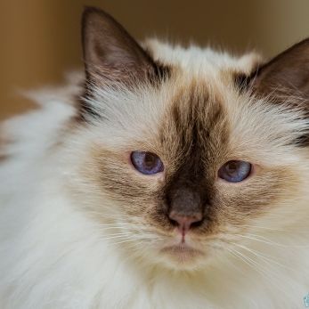 Bild: Katze (animals007.jpg)