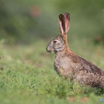 Bild: Wildhase - Addo Elefantpark (wildlife-hase-004.jpg)
