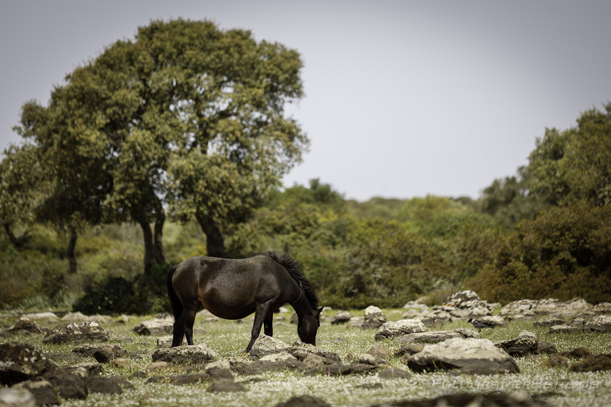 Wildpferde Sardinien