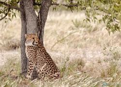 028-Namibia-Gepard.jpg