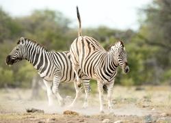 021-Namibia-Zebra.jpg