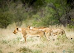 047-Namibia-loewen.jpg