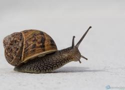 wildlife-schnecke-017.jpg