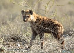 061-Namibia-hyaene.jpg