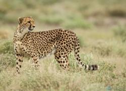030-Namibia-Gepard.jpg