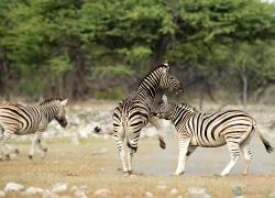 049-Namibia-zebras.jpg