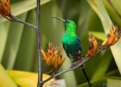 wildlife-012-sugarbird.jpg