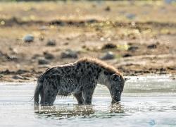 037-Namibia-hyaene.jpg