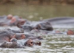 wildlife-nilpferd-002.jpg